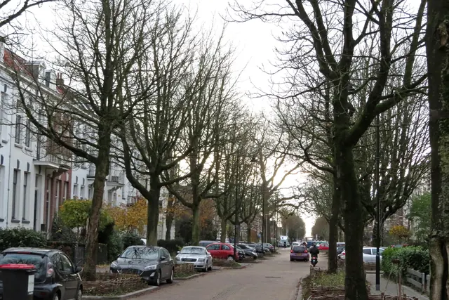 De Kastanjelaan in het Spijkerkwartier, met kale bomen langs de straat