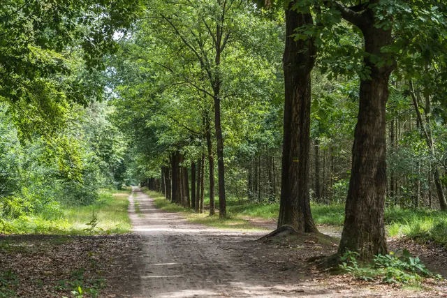 Een rechte zandweg tussen de bomen van het Mastbos