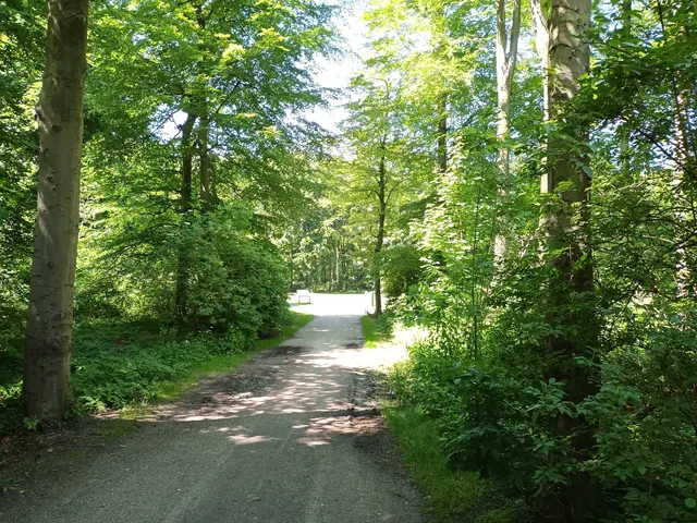 Een pad door het Haagse Bos, naast het Bezuidenhout